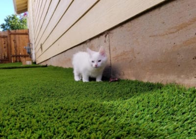 kitten on artificial grass